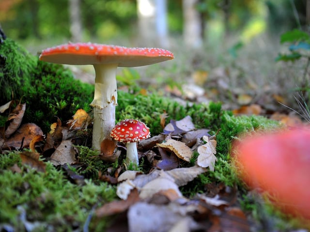 Autumn tints at Wakehurst. Picture: Steve Robards