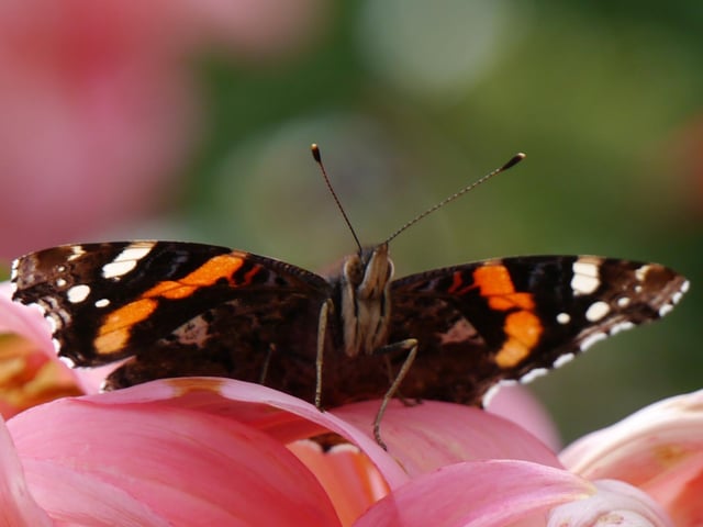 Red Admiral on a dahlia in Ken Stevenson's Stone Cross garden, taken with aPanasonic Lumix G3 with 45-150 lens. SUS-201014-102525001