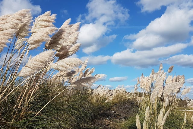 Kieron Boyle took this shot of windswept pampas grass at Sovereign Harbour with a Samsung Galaxy S7. SUS-201014-103644001