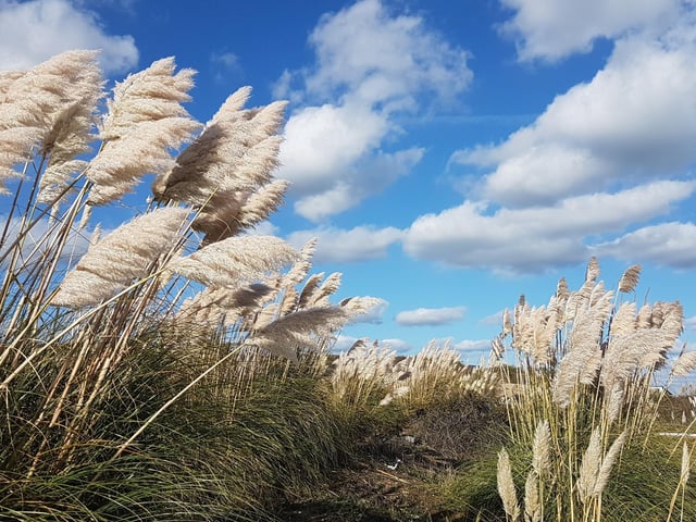 Kieron Boyle took this shot of windswept pampas grass at Sovereign Harbour with a Samsung Galaxy S7. SUS-201014-103644001
