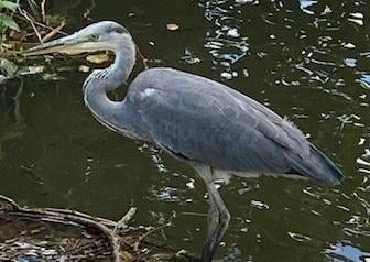 Heron in Hampden Park, taken by Anne Norton with an iPhone. SUS-201014-104440001