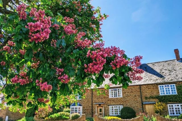 Badby is a village and rural parish situated in Daventry, which spreads over around 2,020 acres of countryside. Amy, who took this photograph, said that the tree was "buzzing" with all of the bees on it.