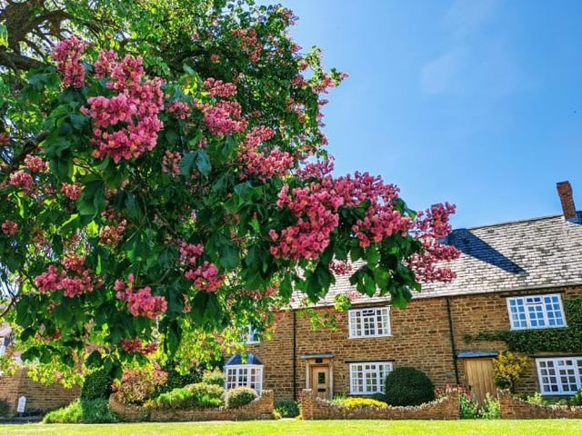 Badby is a village and rural parish situated in Daventry, which spreads over around 2,020 acres of countryside. Amy, who took this photograph, said that the tree was "buzzing" with all of the bees on it.