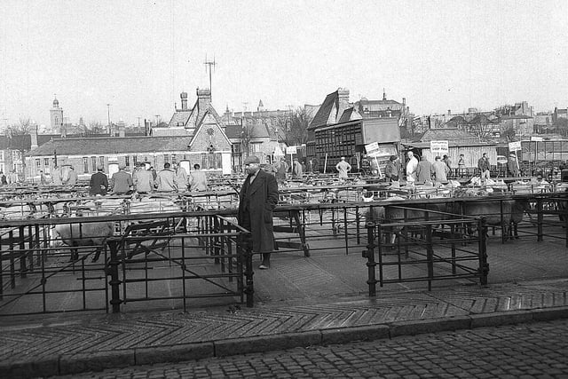 In 1873, Northampton's Cattle Market was built. Before which, animals were penned and sold on the street in Market Square, which explains the names of 'Sheep Street' and 'Marefair'.