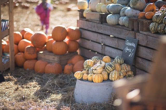 Pick you own pumpkin is open again this year but you have to book a time to go.