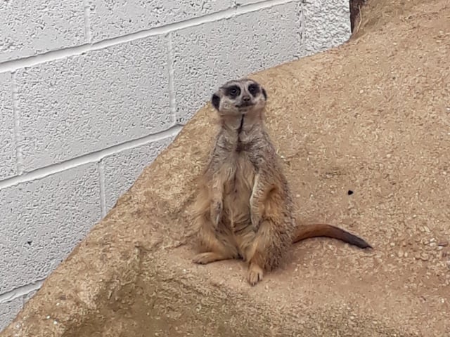 The Exotic Pet Refuge at Deeping St James has an Open Day coming up.