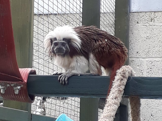 The Exotic Pet Refuge at Deeping St James has an Open Day coming up.