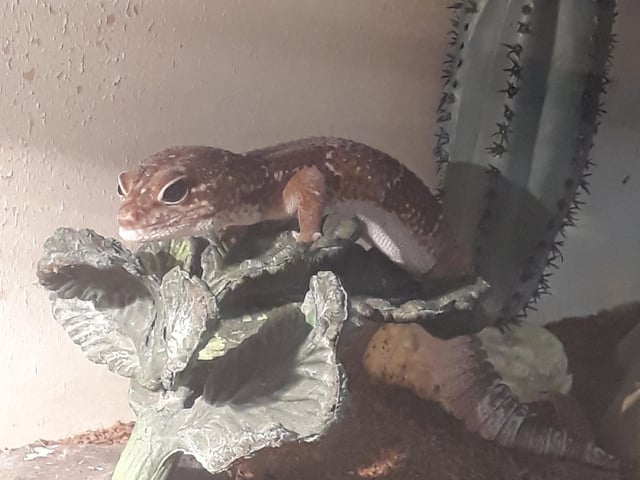 The Exotic Pet Refuge at Deeping St James has an Open Day coming up.
