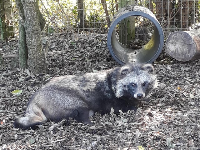 The Exotic Pet Refuge at Deeping St James has an Open Day coming up.