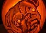 This pug pumpkins was made by Emma Clifford, Horsham
