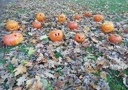 What is the word for a group of pumpkins? Jennifer Neale from Eastbourne shared this snap