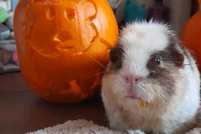 Bella the guinea pig with her uncanny pumpkin portrait, photo shared by Hannah Buss from Eastbourne