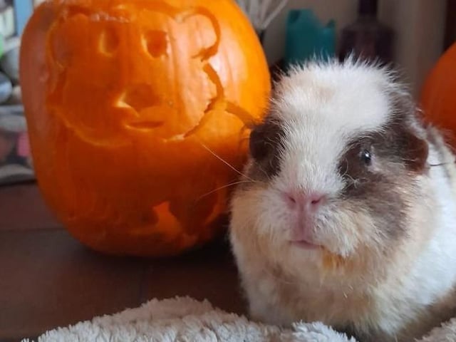 Bella the guinea pig with her uncanny pumpkin portrait, photo shared by Hannah Buss from Eastbourne