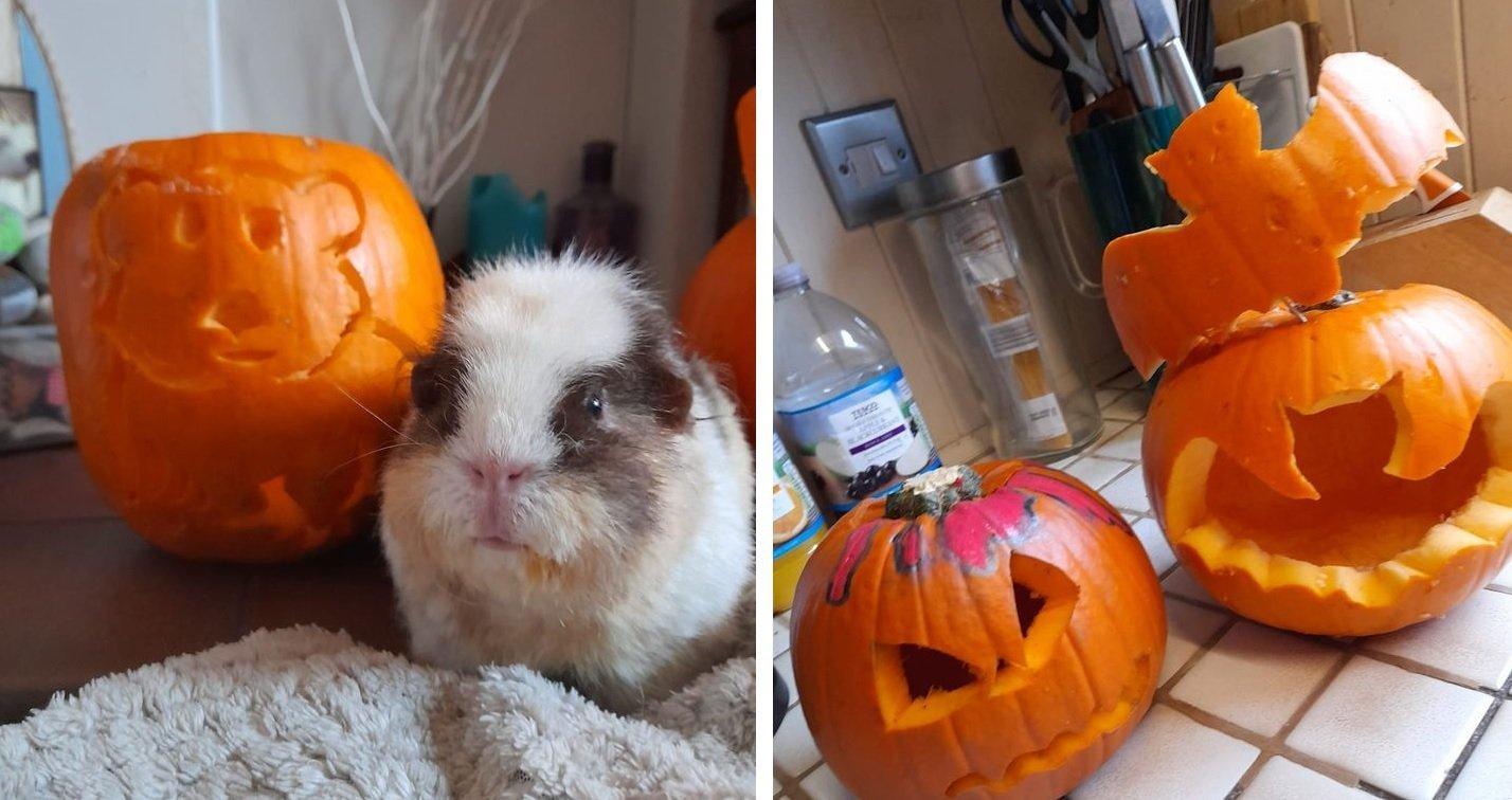 Have you carved a pumpkin this Halloween?