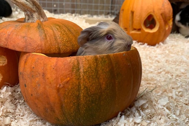 Find your perfect pumpkin and transform it into something spooky at the carving station then explore their ‘trick or treat’ trail, which is weather proof and suitable for little ones. All of the fluffy animals at Mini Meadows Farm will be waiting for you to pet and feed them too including rabbits, baby alpacas, goats and chipmunks.
