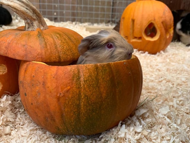 Find your perfect pumpkin and transform it into something spooky at the carving station then explore their ‘trick or treat’ trail, which is weather proof and suitable for little ones. All of the fluffy animals at Mini Meadows Farm will be waiting for you to pet and feed them too including rabbits, baby alpacas, goats and chipmunks.