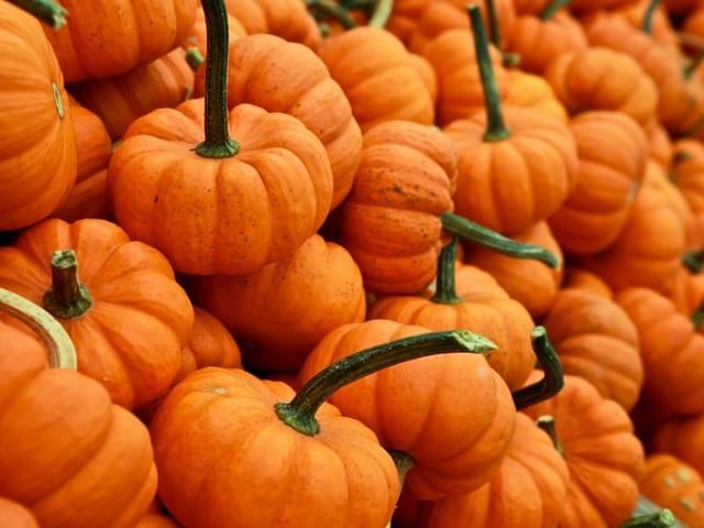 Explore the Wildlife and Heritage Halloween trail at Stanwick lakes and find out about how our predecessors celebrated Halloween and how the wildlife make their homes there during the Autumn months. The trail is 2.5km long and it costs £2 per person.
