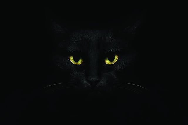 Leaping Cat (1986)

One night two teens in the Bleak Hall area saw a large black cat leap out of the darkness. After staring right at them, it jumped off into the woodland. 

Photo: Shutterstock