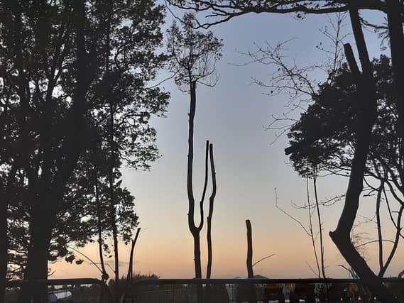 These photos from Penny McGregor show just how much damage has been done to parts of South Cubbington Wood.