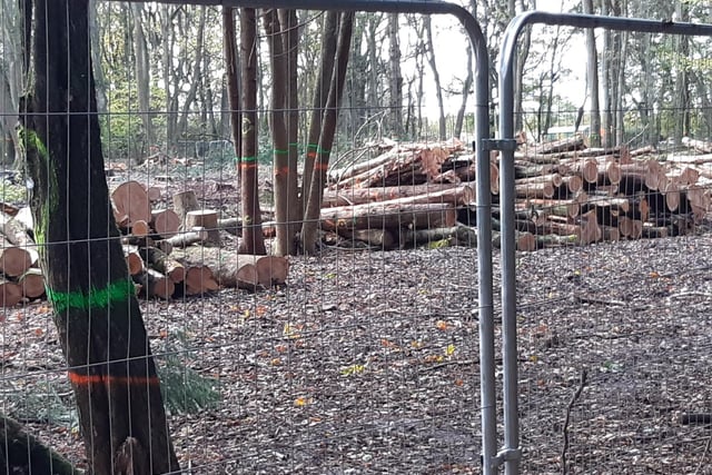 These photos from Penny McGregor show just how much damage has been done to parts of South Cubbington Wood.