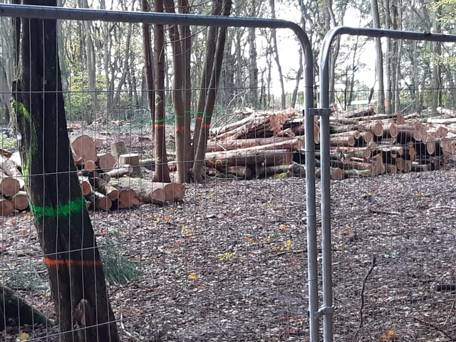 These photos from Penny McGregor show just how much damage has been done to parts of South Cubbington Wood.