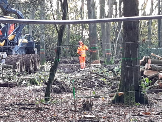 These photos from Penny McGregor show just how much damage has been done to parts of South Cubbington Wood.