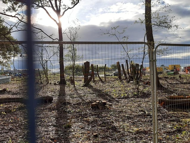 These photos from Penny McGregor show just how much damage has been done to parts of South Cubbington Wood.