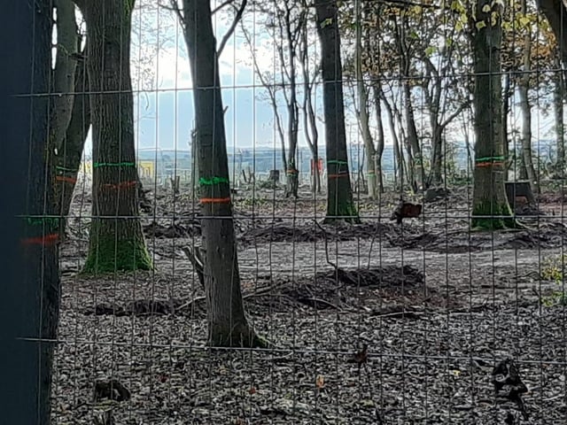 These photos from Penny McGregor show just how much damage has been done to parts of South Cubbington Wood.