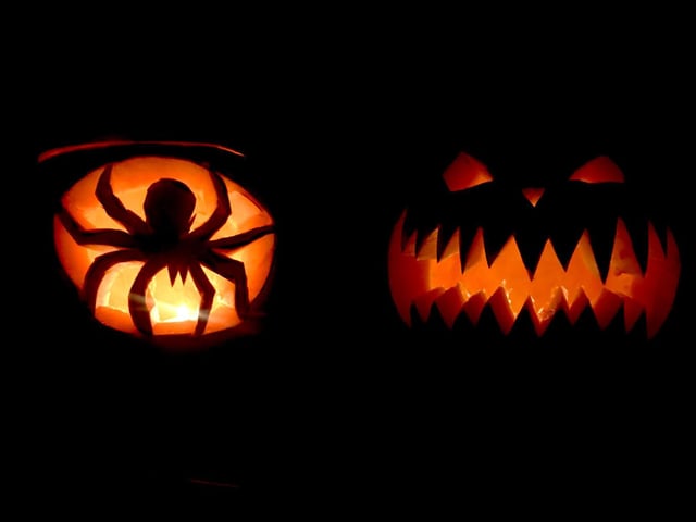 Now, that's a spider I wouldn't want crawling into my home!