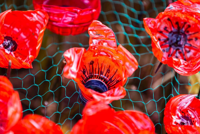 The poppies are made from recycled plastic bottles as the care home aims to be more environmentally friendly. Photo: Kirsty Edmonds.