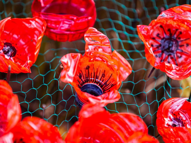The poppies are made from recycled plastic bottles as the care home aims to be more environmentally friendly. Photo: Kirsty Edmonds.