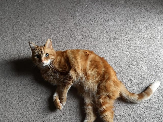 Biscuit