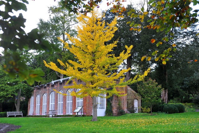 West Dean Autumnal colours. Pic Steve Robards SR2010292 SUS-200511-173059001
