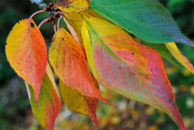 West Dean Autumnal colours. Pic Steve Robards SR2010292 SUS-200511-173218001