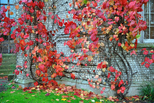 West Dean Autumnal colours. Pic Steve Robards SR2010292 SUS-200511-173132001