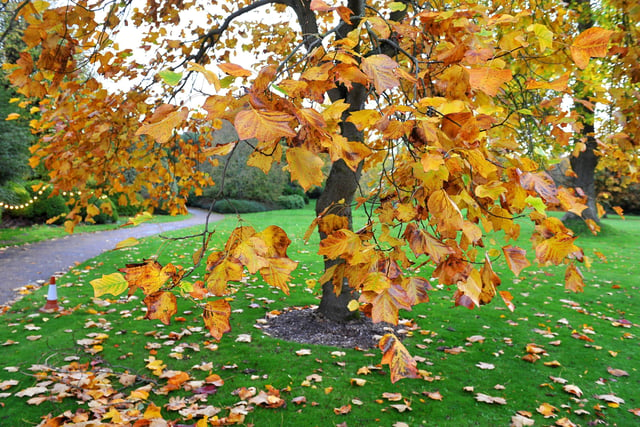 West Dean Autumnal colours. Pic Steve Robards SR2010292 SUS-200511-173144001