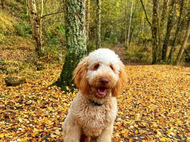 Twywell Hills and Dales is a paw-some location for a walk in Kettering.