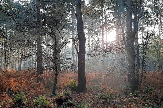 Harlestone Firs in Northampton has a number of routes you can take. This beautiful photo was taken on a Saturday morning.