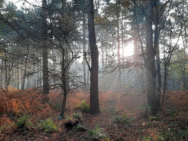 Harlestone Firs in Northampton has a number of routes you can take. This beautiful photo was taken on a Saturday morning.