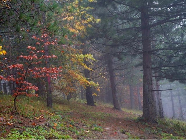 Weekley Hall Wood in Kettering is a wonderful place to go for a stroll.