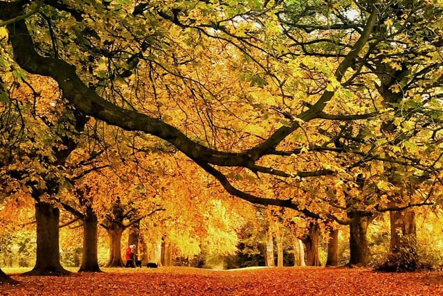 You can expect to see a spectrum of Autumn colours at Abington Park in Northampton.
