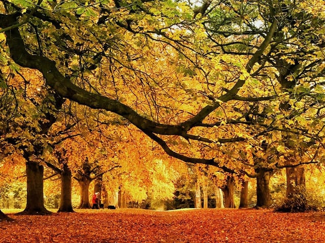 You can expect to see a spectrum of Autumn colours at Abington Park in Northampton.