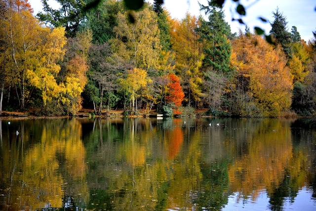 Autumnal colour at Tilgate Lakes, Crawley. Pic Steve Robards SR2011131 SUS-201114-125654001