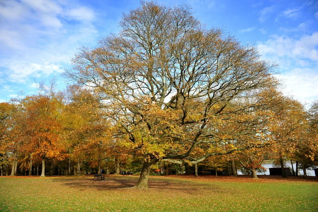 Autumnal colour at Tilgate Lakes, Crawley. Pic Steve Robards SR2011131 SUS-201114-125535001