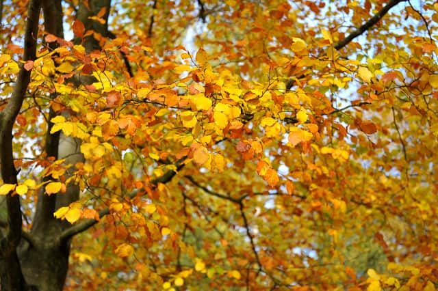 Autumnal colour at Tilgate Lakes, Crawley. Pic Steve Robards SR2011131 SUS-201114-125501001