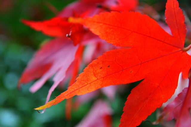 Autumnal colour at Tilgate Lakes, Crawley. Pic Steve Robards SR2011131 SUS-201114-125621001