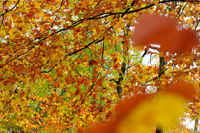 Autumnal colour at Tilgate Lakes, Crawley. Pic Steve Robards SR2011131 SUS-201114-125632001