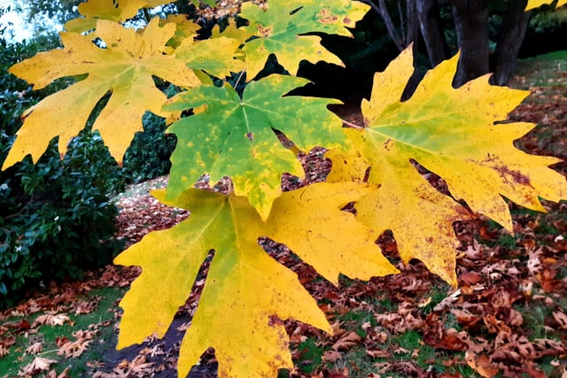 Autumnal colour at Midhurst and Petworth Park. Pic Steve Robards SR2011141 SUS-201114-125853001