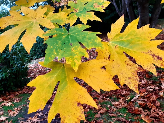 Autumnal colour at Midhurst and Petworth Park. Pic Steve Robards SR2011141 SUS-201114-125853001