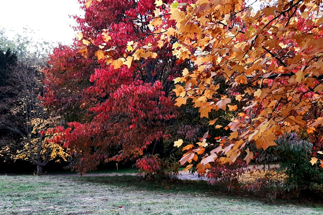 Autumnal colour at Midhurst and Petworth Park. Pic Steve Robards SR2011141 SUS-201114-125904001